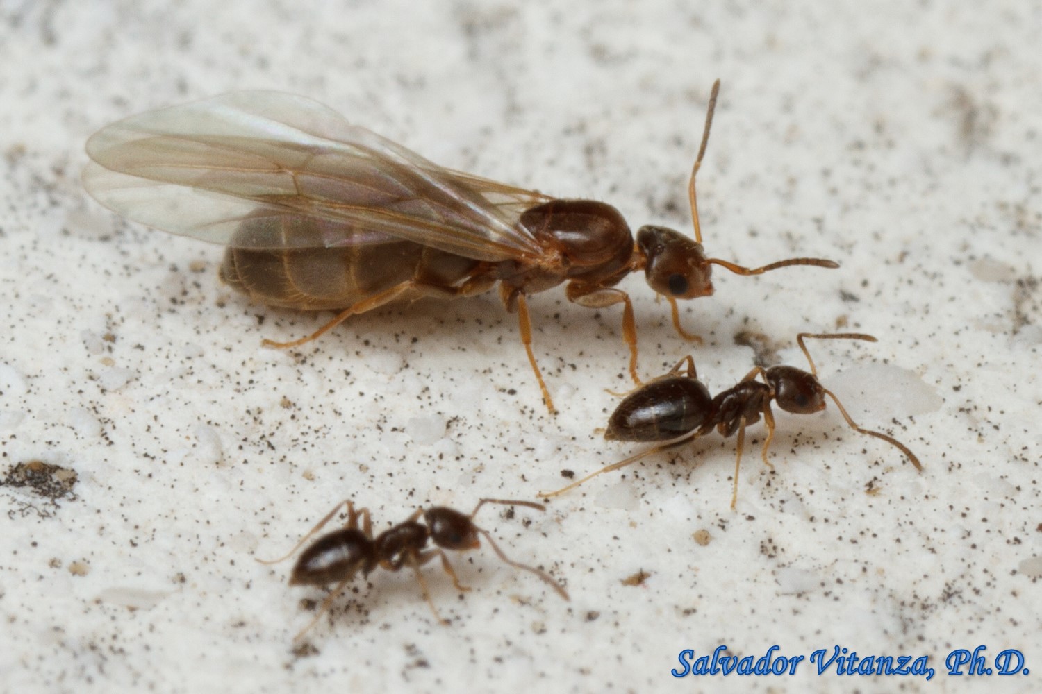 Hymenoptera-Formicidae-Brachymyrmex Patagonicus-Dark Rover Ant (B ...