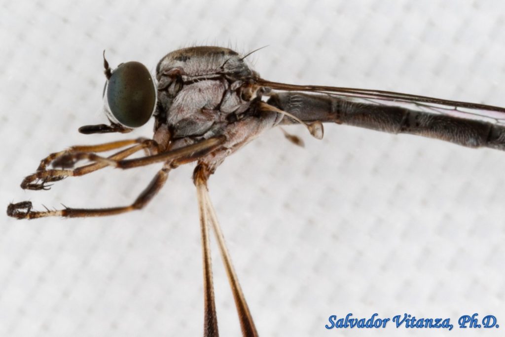 Diptera-Asilidae-Apachekolos-Robber Flies FEMALE (B) - Urban Programs ...