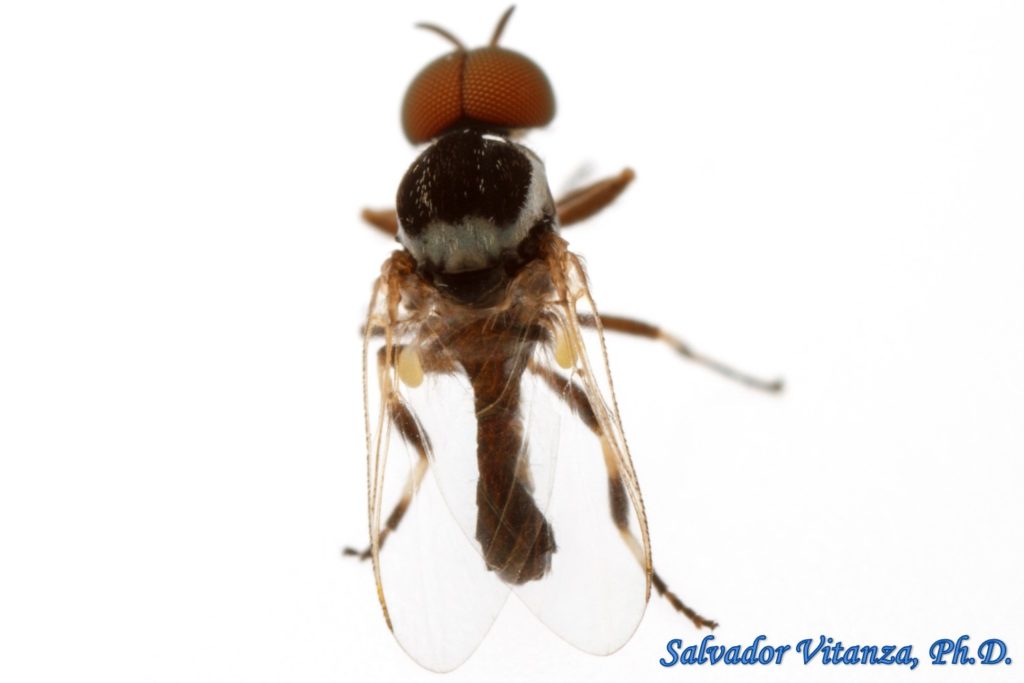 Diptera-Simuliidae-Simulium-Black Flies MALE (I) - Urban Programs - El ...