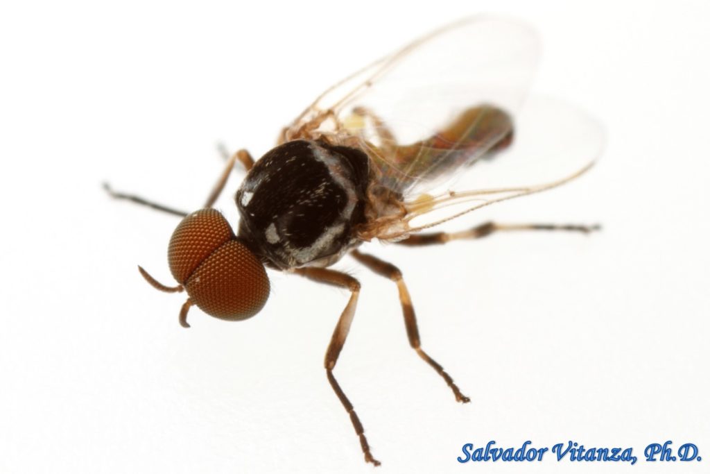 Diptera-Simuliidae-Simulium-Black Flies MALE (J) - Urban Programs - El ...