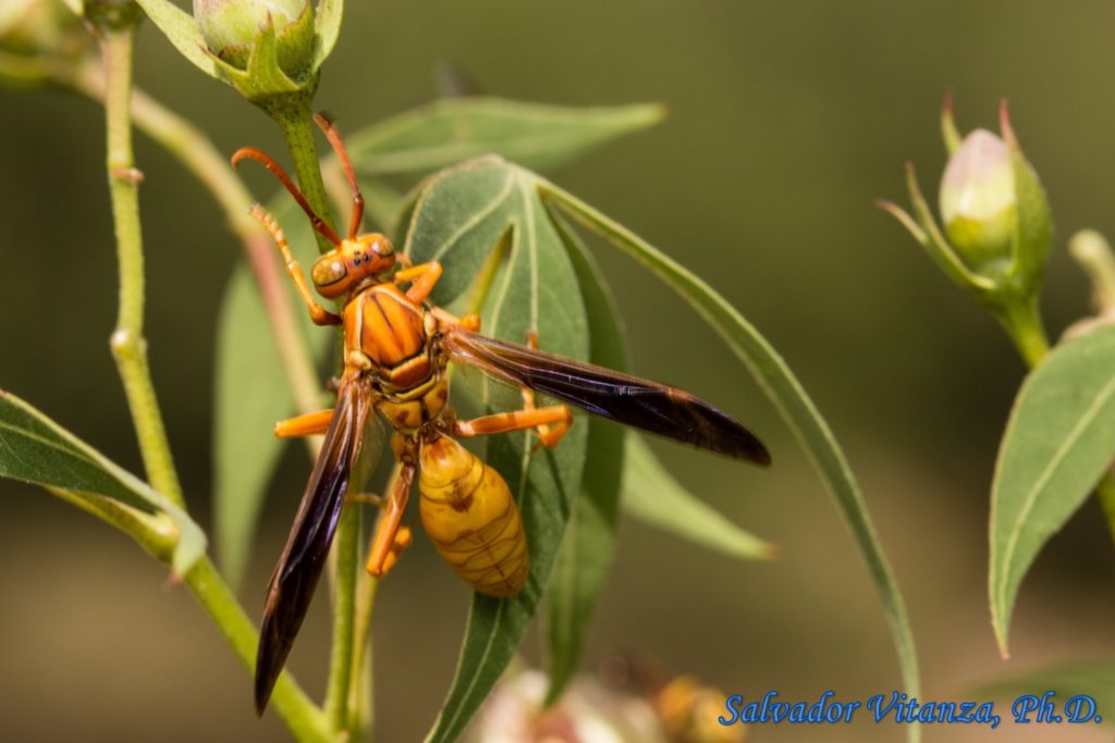 Hymenoptera-Vespidae-Polistes Flavus-Yellow Paper Wasp (B) - Urban ...