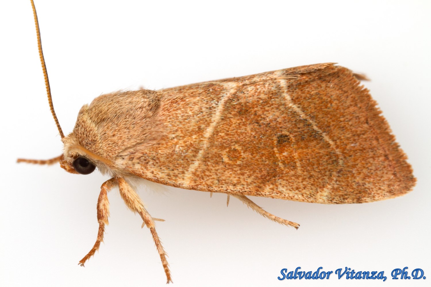 Lepidoptera-Noctuidae-Cosmia calami-American Dun bar Moth (C) - Urban ...