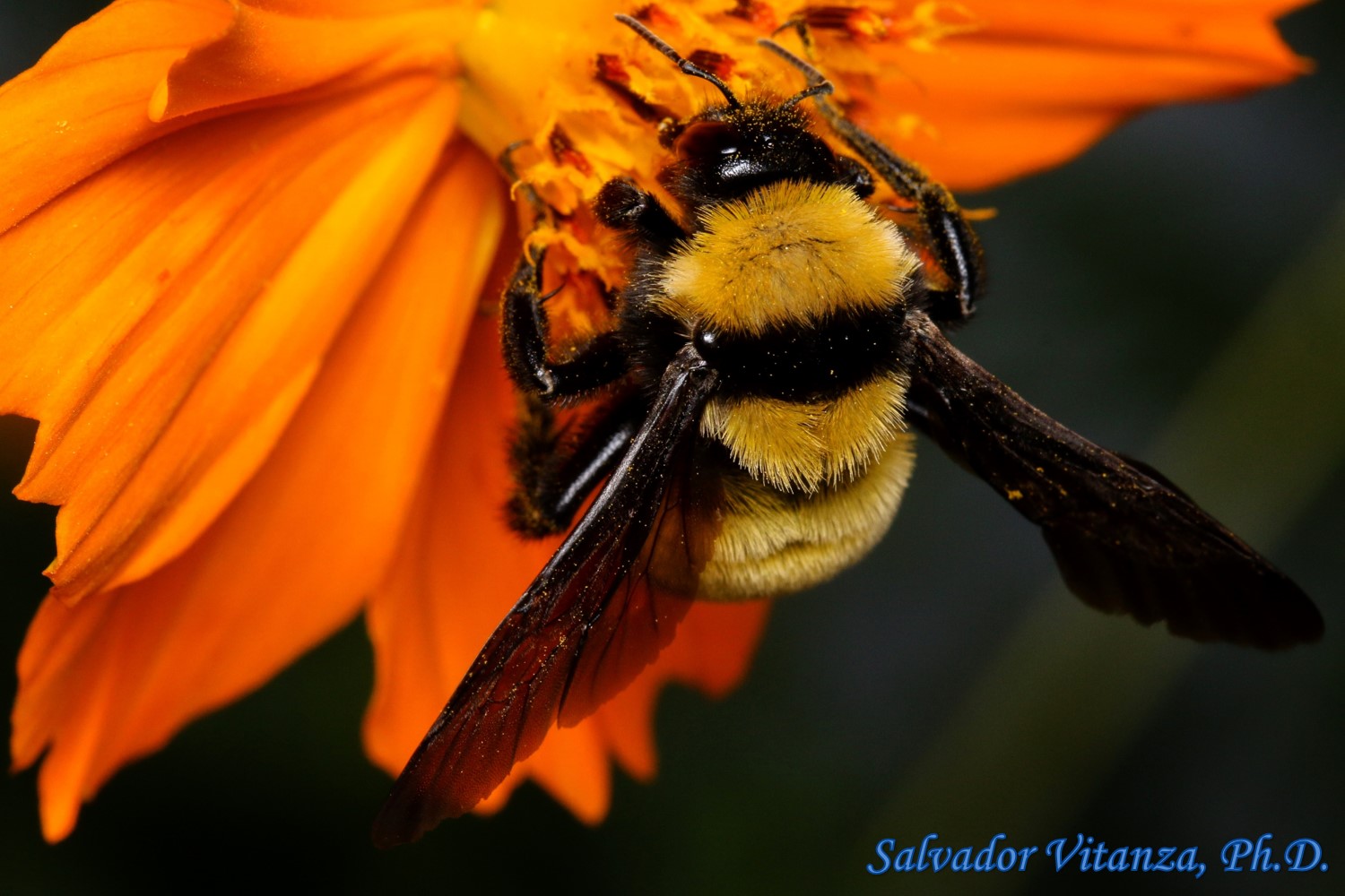 Aster Bumble Bee – sammsara-home