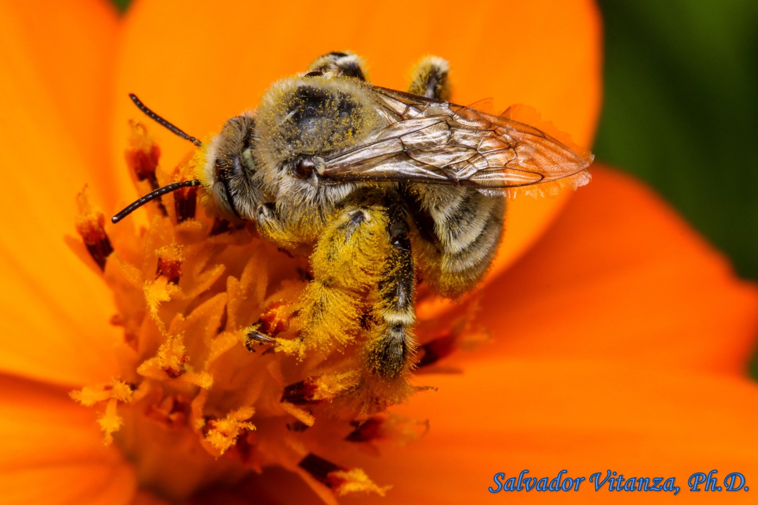 Hymenoptera-Apidae-Diadasia-Chimney bee (A) - Urban Programs - El Paso ...