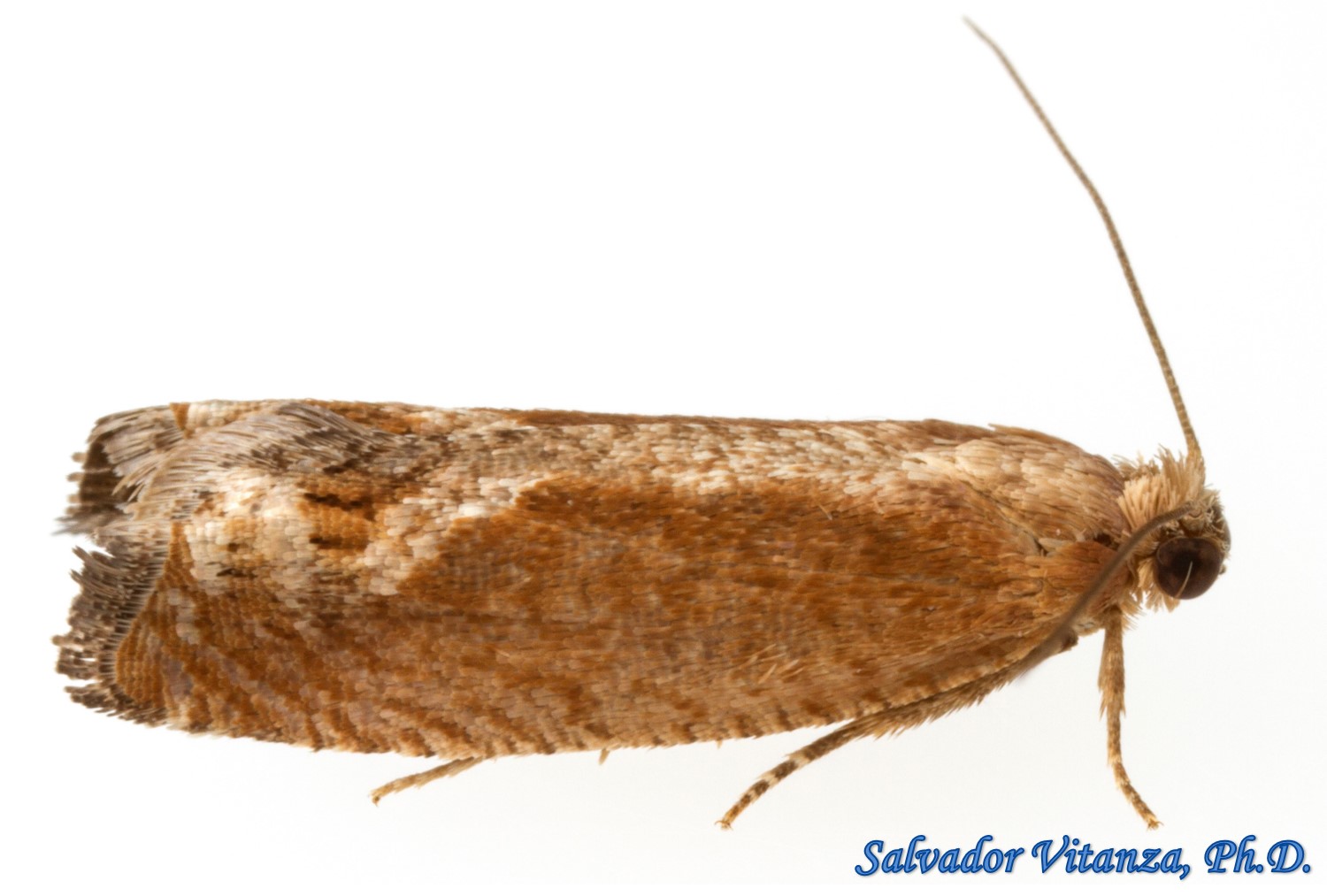 Lepidoptera-Tortricidae-Subfamily Olethreutinae-Tortricid Moths (B ...