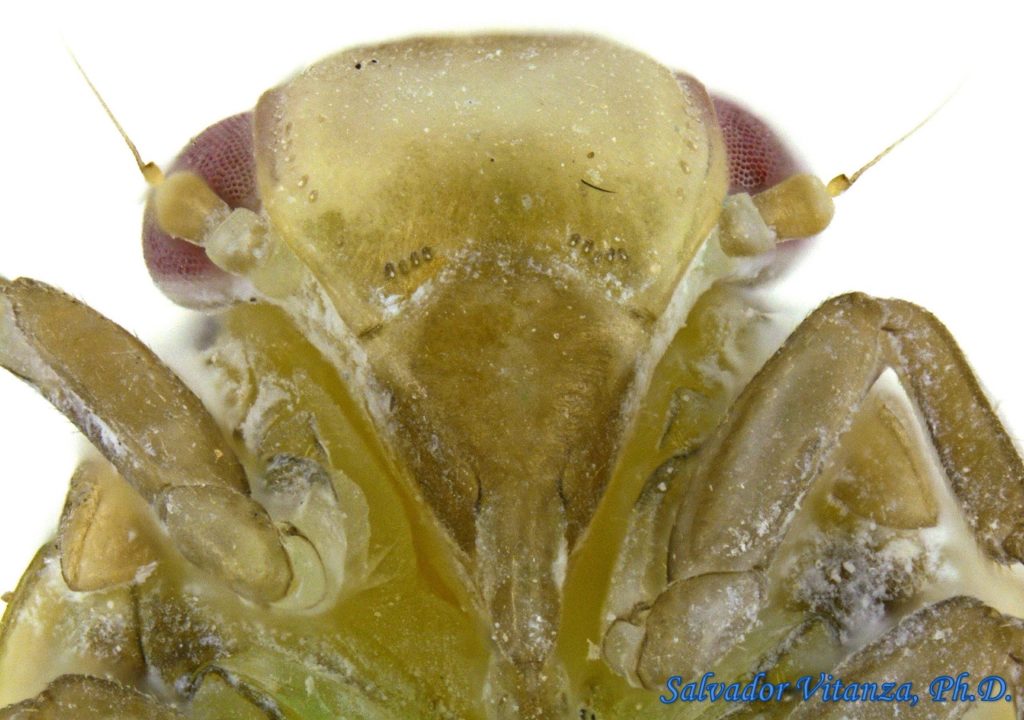 Hemiptera-Auchenorrhyncha-Flatidae-Flatormenis saucia-Flatid ...