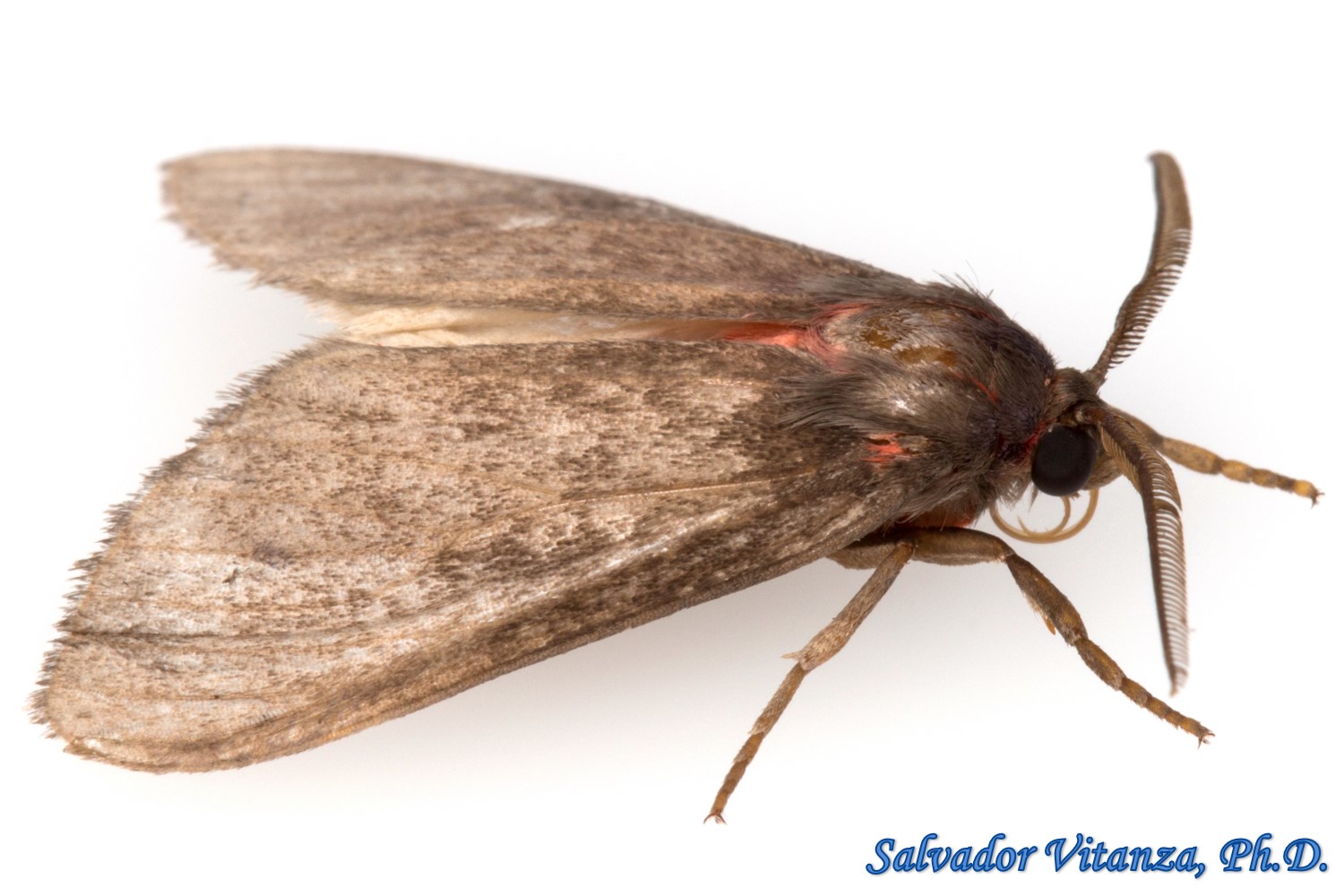 Lepidoptera-Erebidae-Tribe Arctiini-Tiger Moths (B) - Urban Programs ...