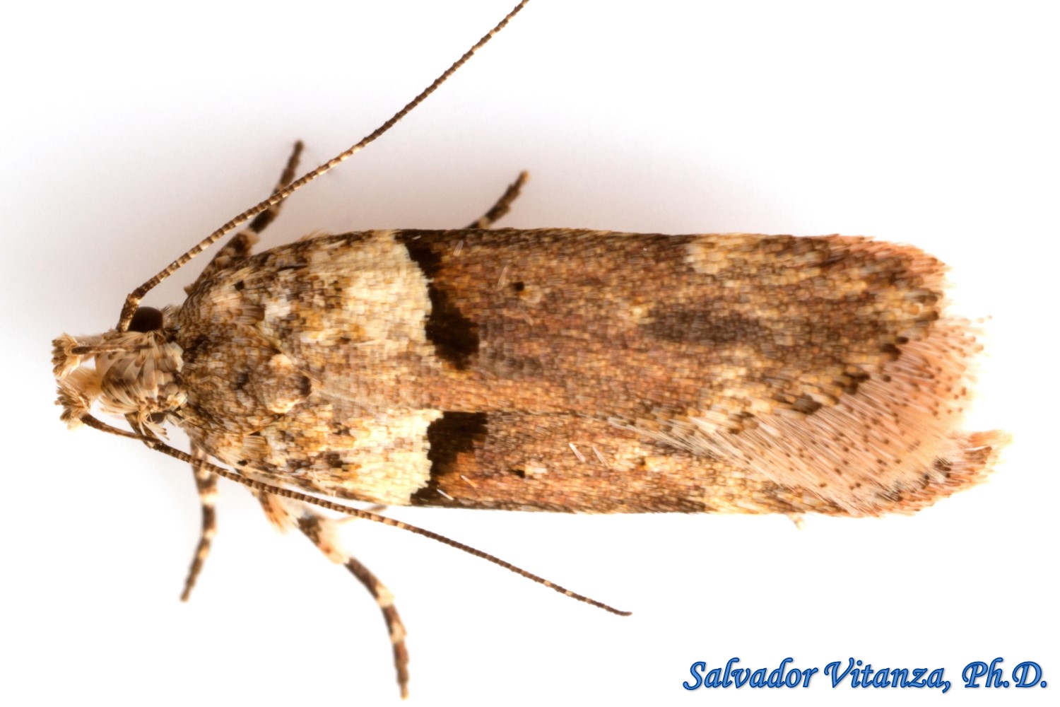 Lepidoptera-Gelechiidae-Faculta inaequalis-Palo Verde Webworm (D ...