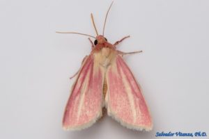 moths owlet noctuidae lepidoptera