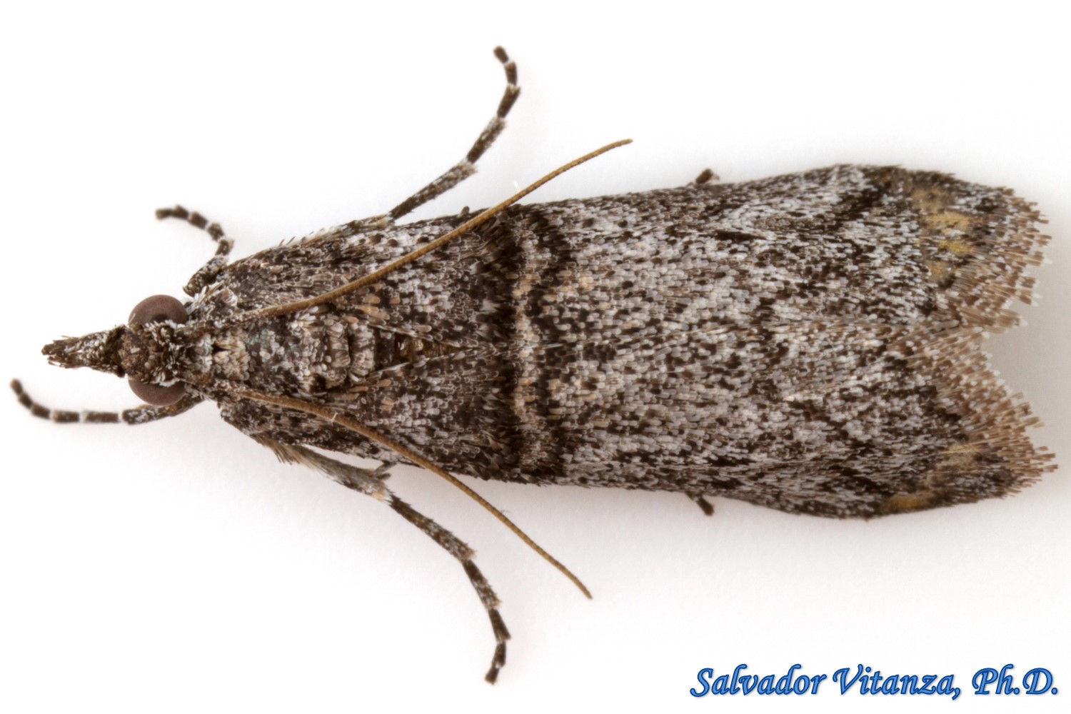 Lepidoptera-Pyralidae-Pyralid Moths (D) - Urban Programs - El Paso County