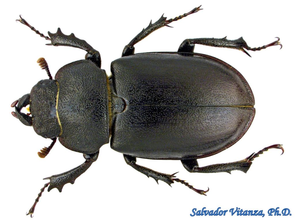 Coleoptera-Lucanidae-Lucanus mazama-Cottonwood Stag Beetle FEMALE (A ...