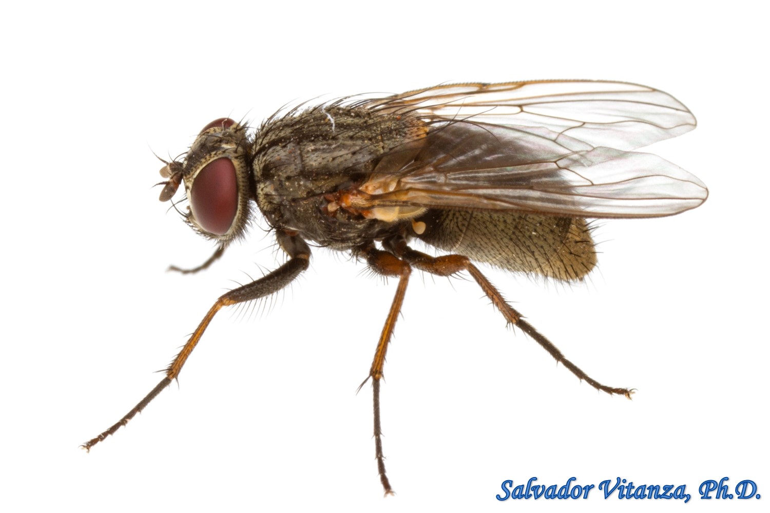 Diptera-Muscidae-House Flies and kin (U) - Urban Programs - El Paso County