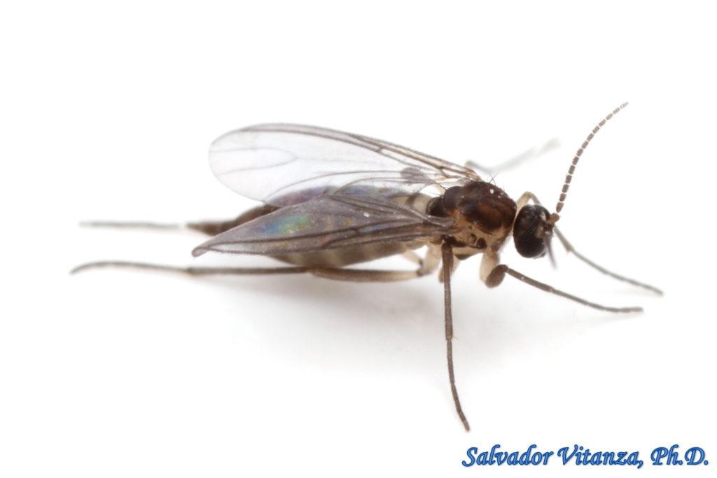 Diptera-Sciaridae-Dark-winged Fungus Gnats FEMALE (F) - Urban Programs ...