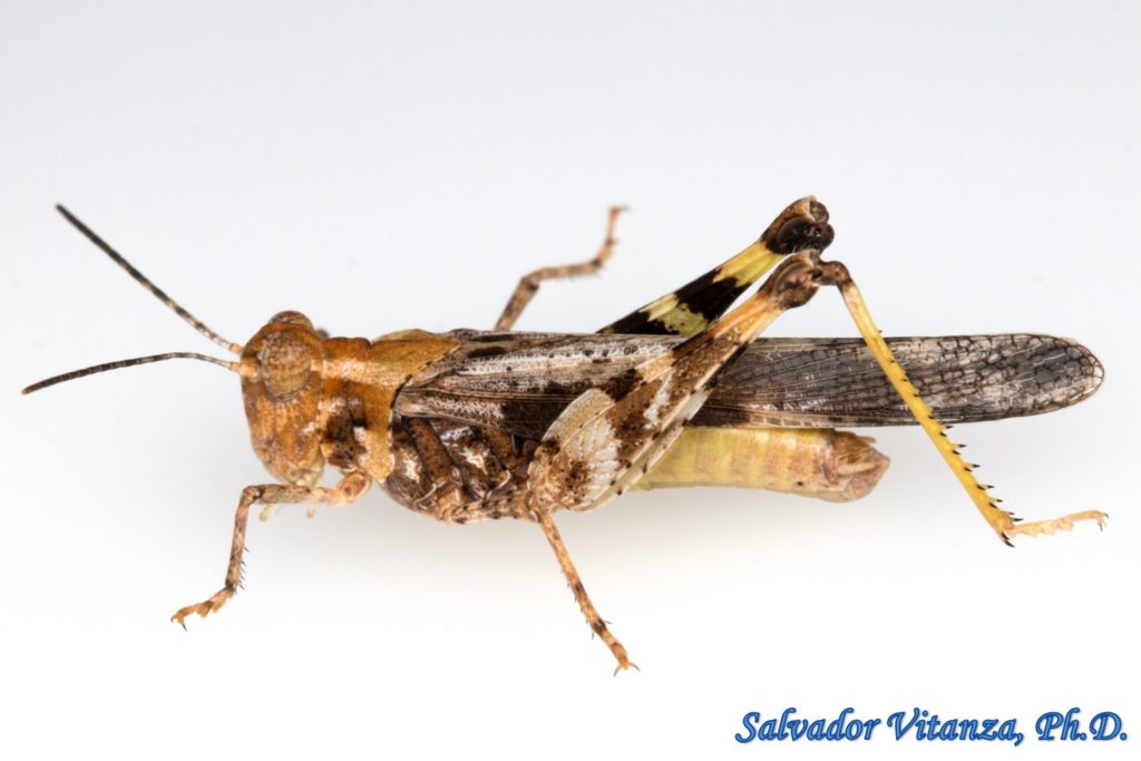 Orthoptera-Acrididae-Conozoa-Band winged Grasshoppers MALE (B) - Urban ...