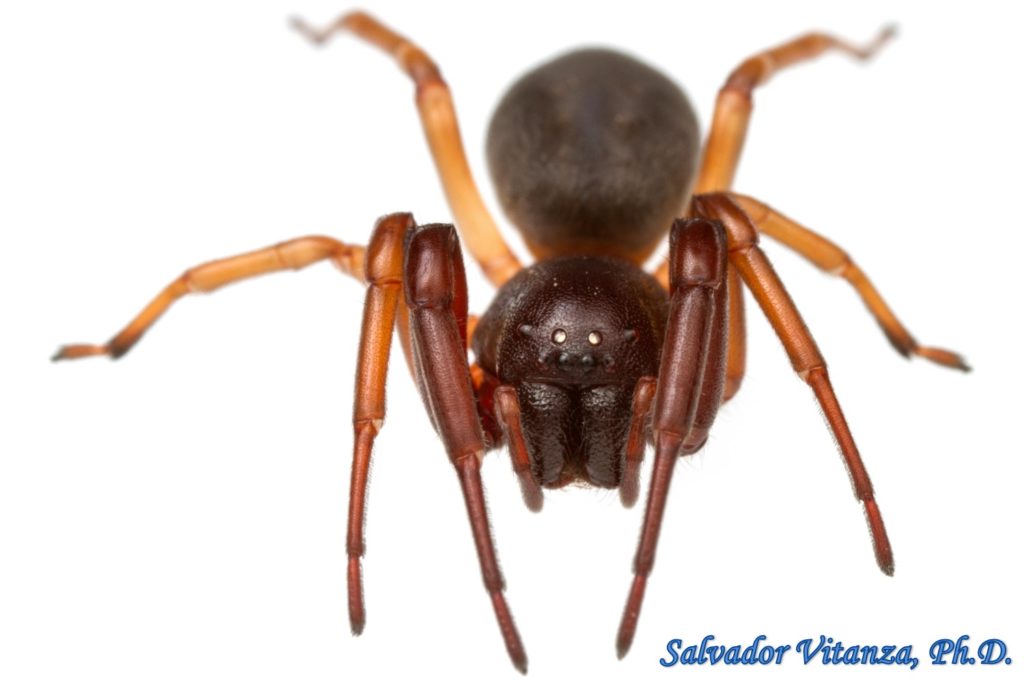 Class Arachnida-Araneae-Trachelidae-Trachelas FEMALE (C) - Urban ...