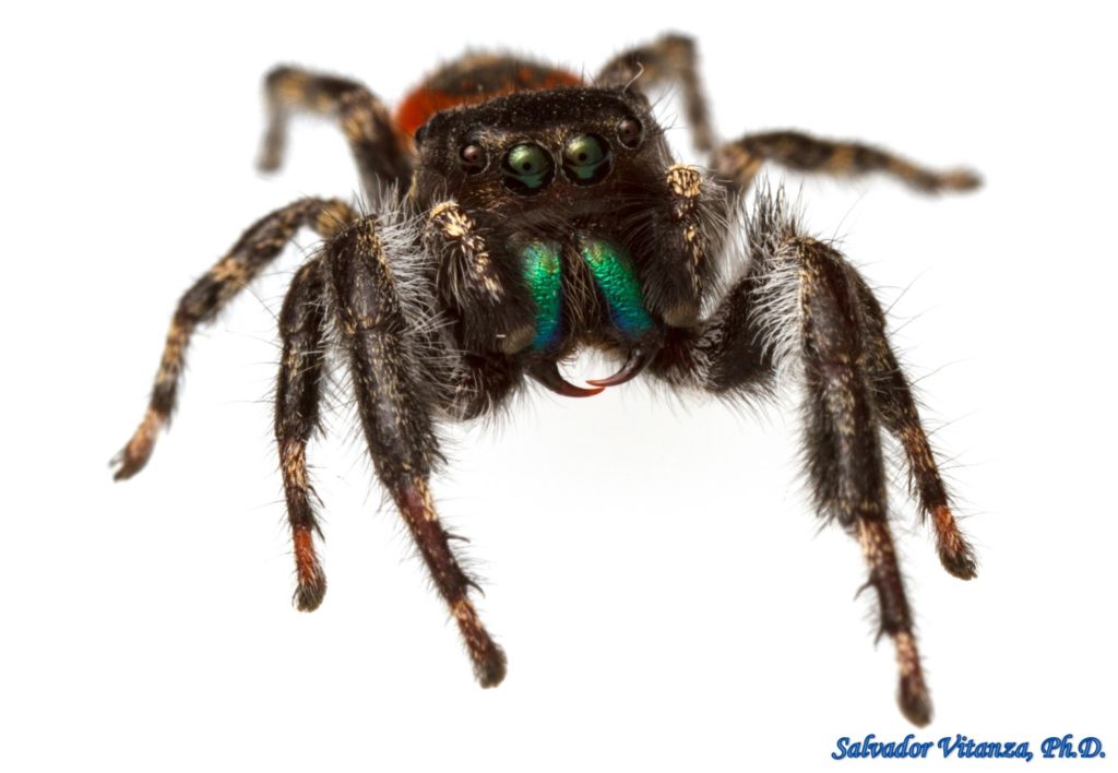 Class Arachnida-Araneae-Salticidae-Phidippus-Jumping Spiders MALE (I ...