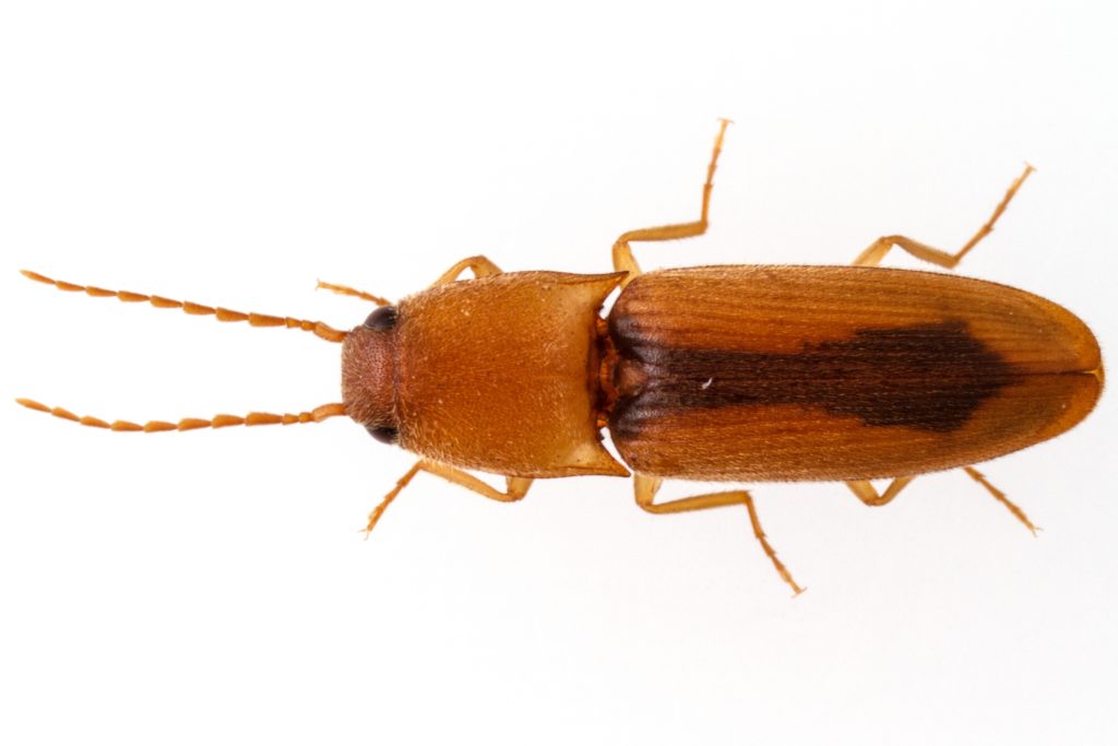 Coleoptera-Elateridae-Conoderus-Click Beetles (17) - Urban Programs ...