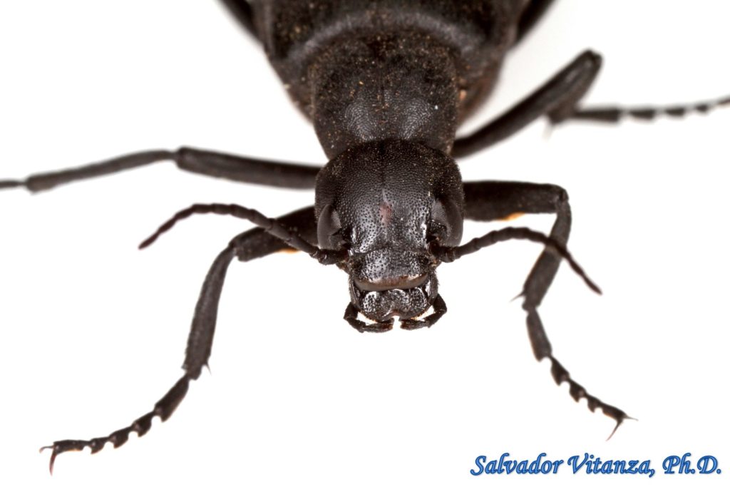 ColeopteraMeloidaeEpicauta pensylvanicaBlister beetles (G) Urban