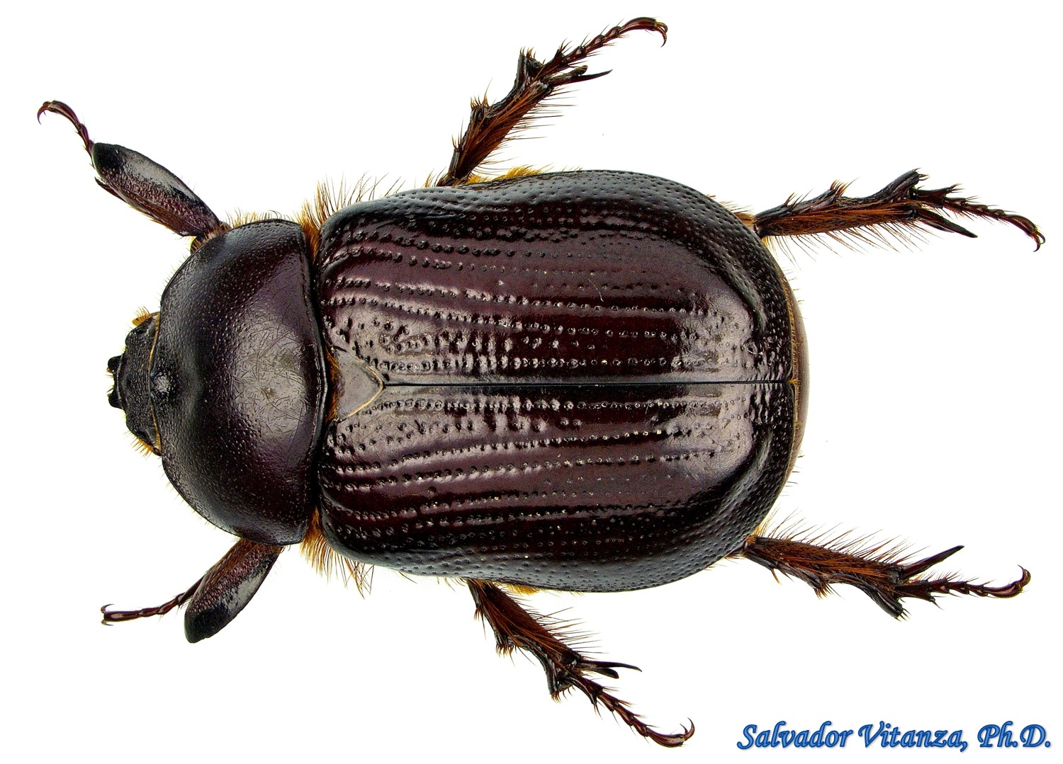 Coleoptera-Scarabaeidae-Orizabus clunalis- Rhinoceros Beetles MALE (A ...