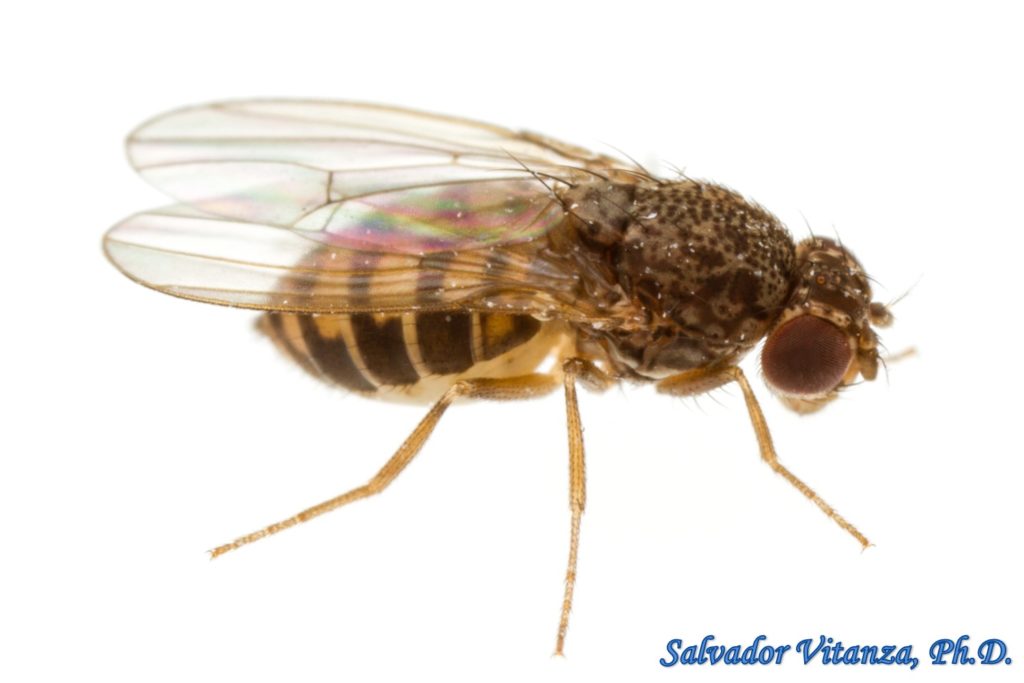 Diptera-Drosophilidae-Drosophila (repleta species group) Vinegar Flies ...