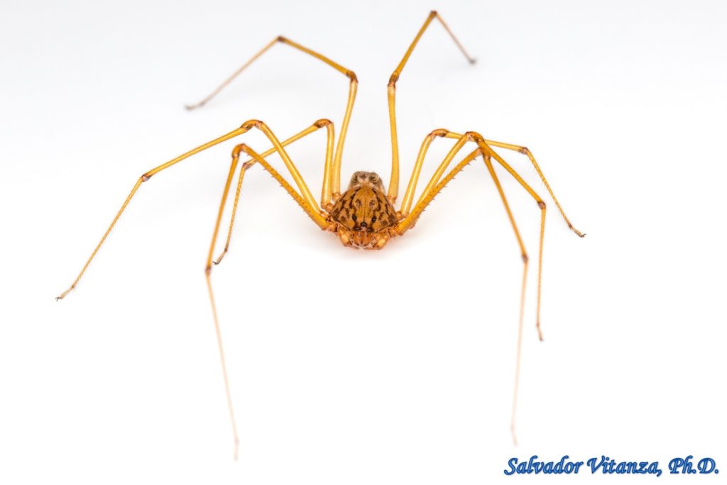 Class Arachnida-Araneae-Scytodidae-Scytodes Univittata-Spitting Spiders ...