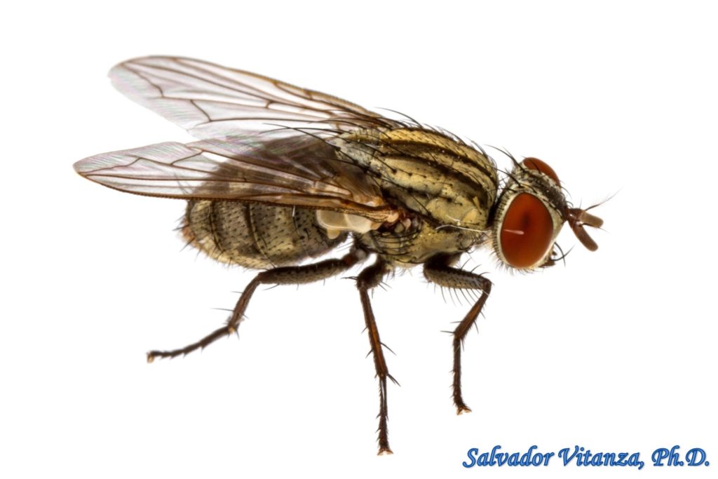 Diptera-Sarcophagidae-Subfamily Sarcophaginae-Flesh Flies (U) - Urban ...