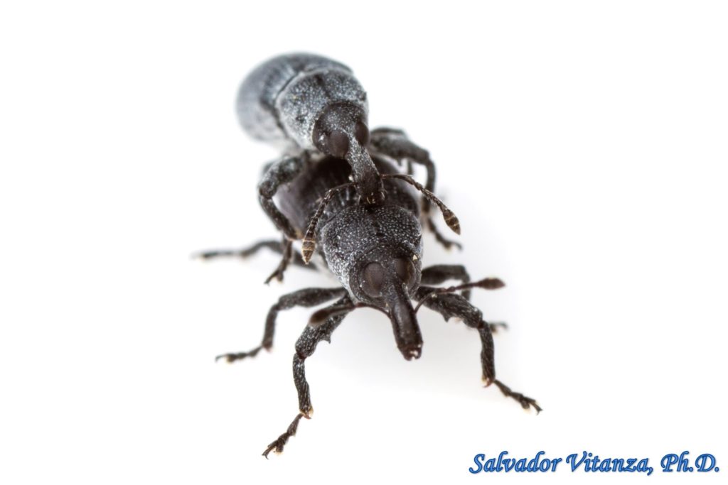 Coleoptera-Curculionidae-Magdalis-Wedge Shaped Bark Weevils (B) - Urban ...