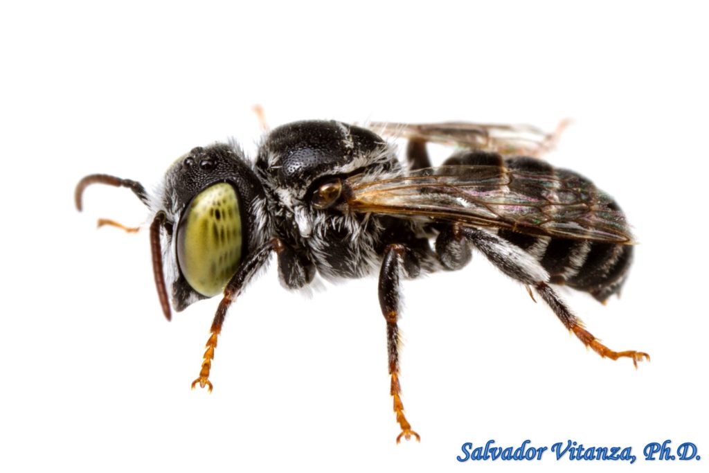 Hymenoptera-Megachilidae-Ashmeadiella-Mason bees and relatives (A ...