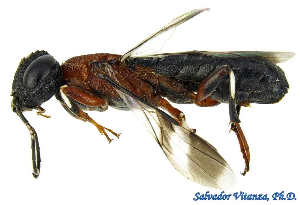 Hymenoptera-Orussidae-Orussus thoracicus-Parasitic Wood Wasps FEMALE (G ...