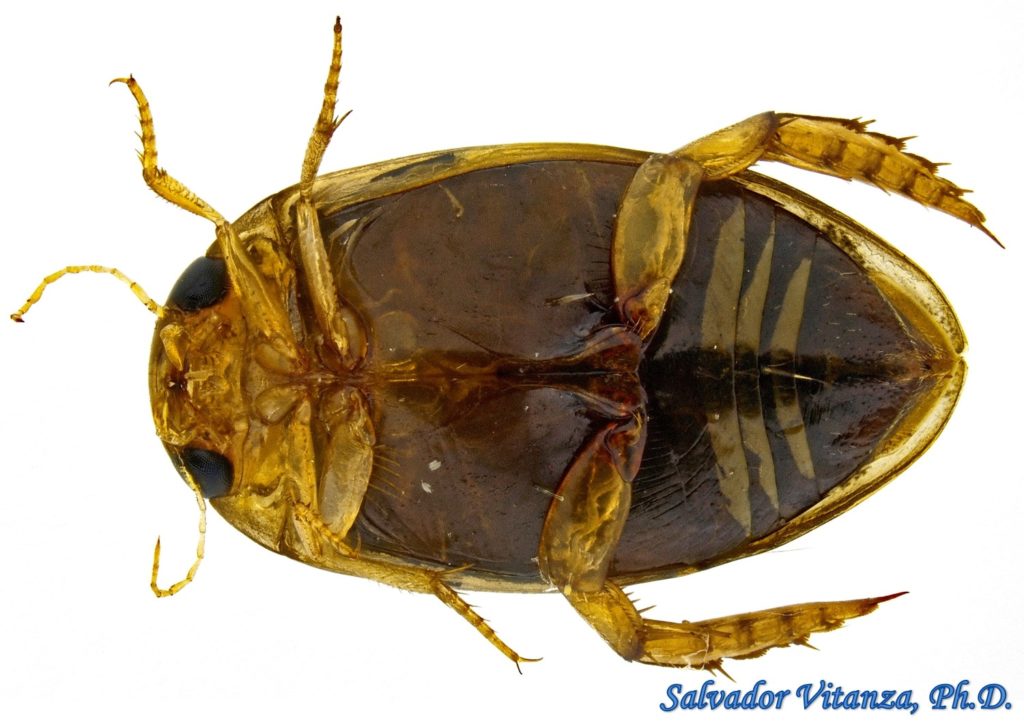 Coleoptera-Dytiscidae-Laccophilus vacaensis-Predaceous Diving Beetles ...