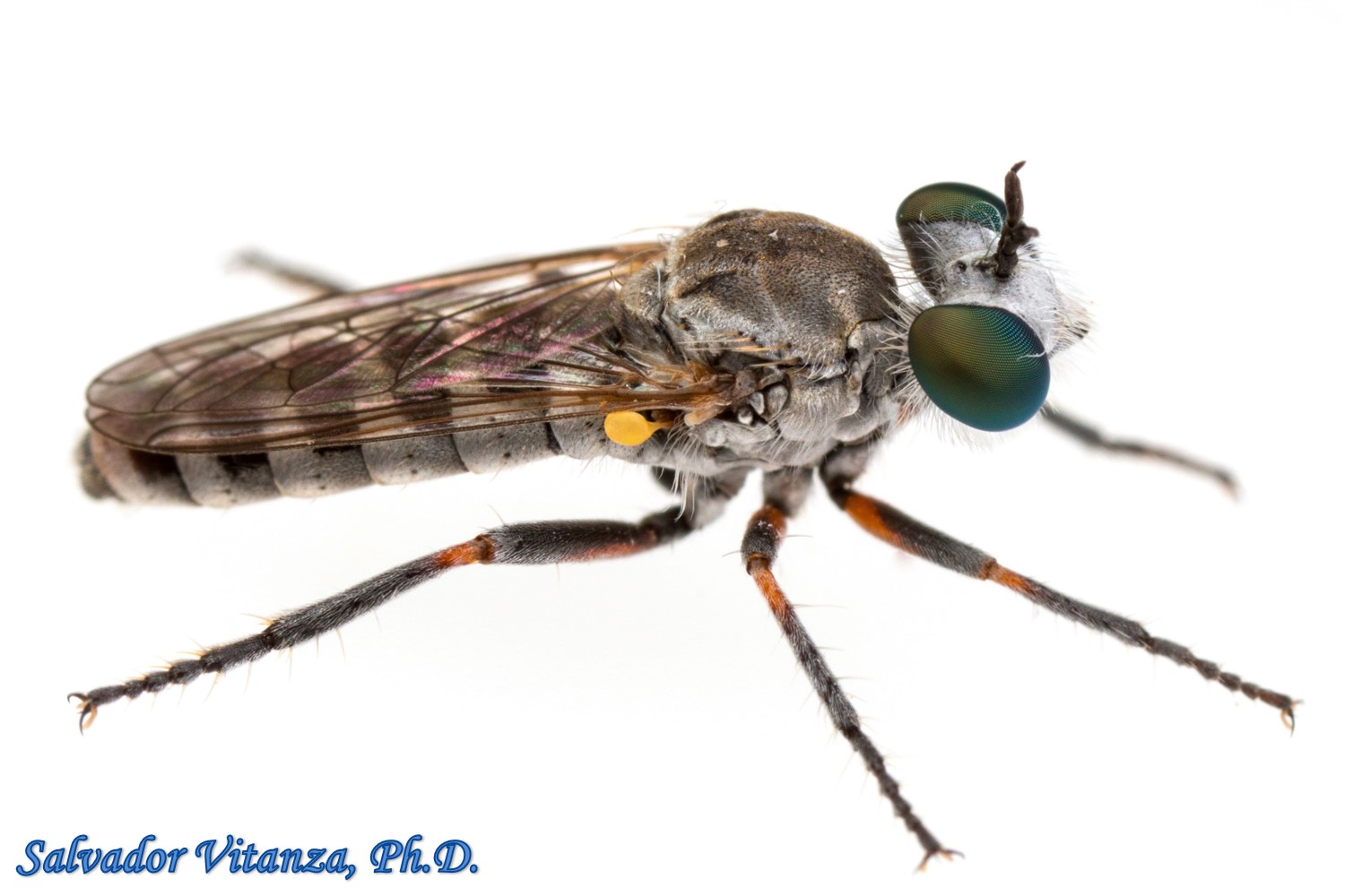 Diptera Asilidae Laphystia Robber Flies C Urban Programs El Paso County
