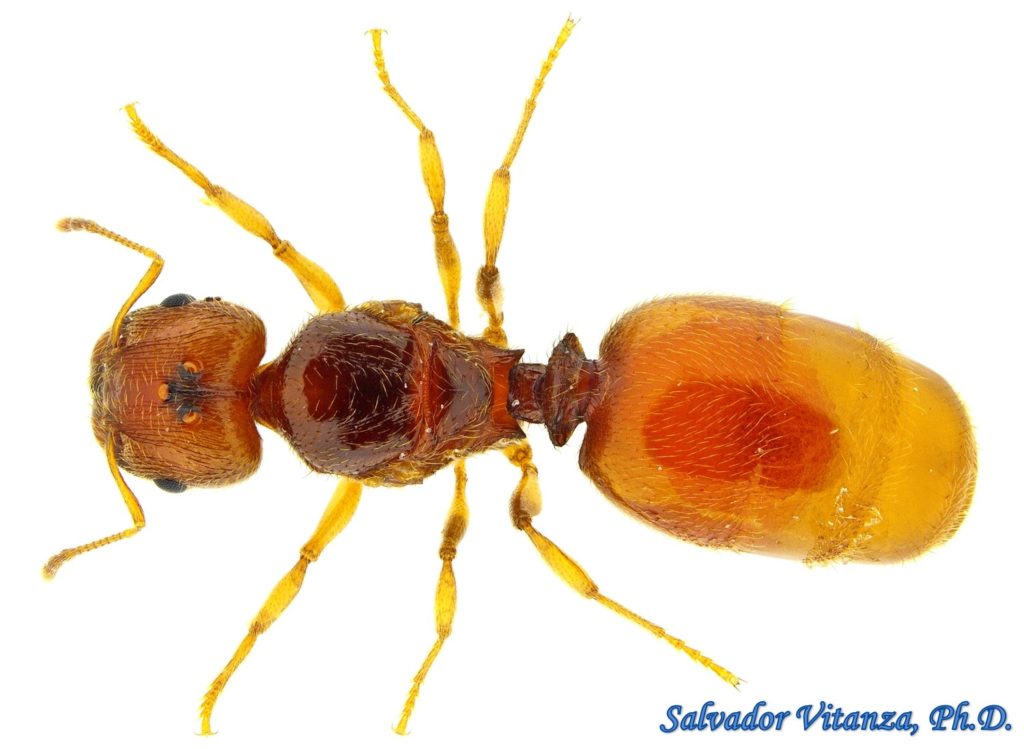 hymenoptera-formicidae-pheidole-big-headed-ants-female-reproductive-a