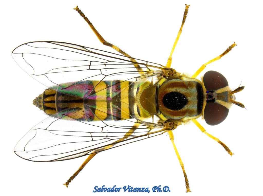 Diptera-Syrphidae-Allograpta obliqua-Common Oblique Syrphid FEMALE (A ...