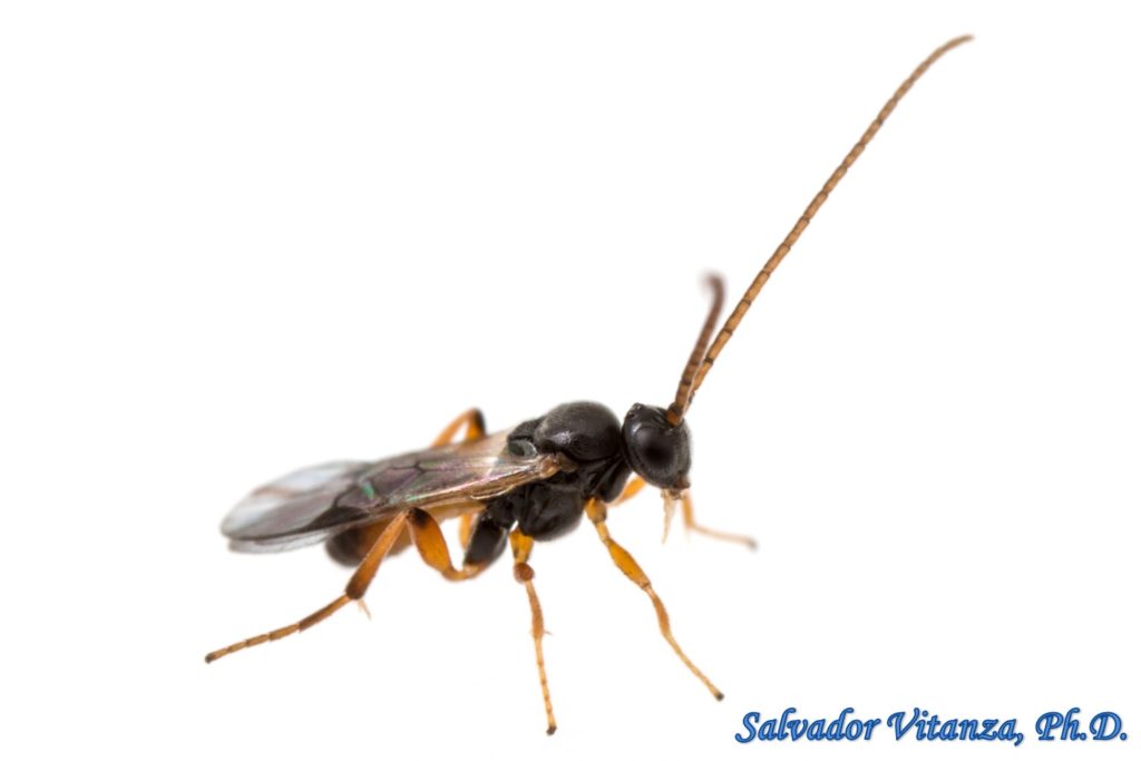 Hymenoptera-Braconidae-Subfamily Microgastrinae-Braconid Wasps (R ...