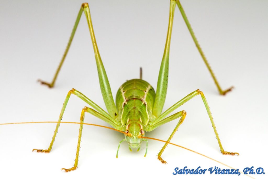 Orthoptera Tettigoniidae Obolopteryx Brevihastata Common Short Wing Katydid Female C Urban