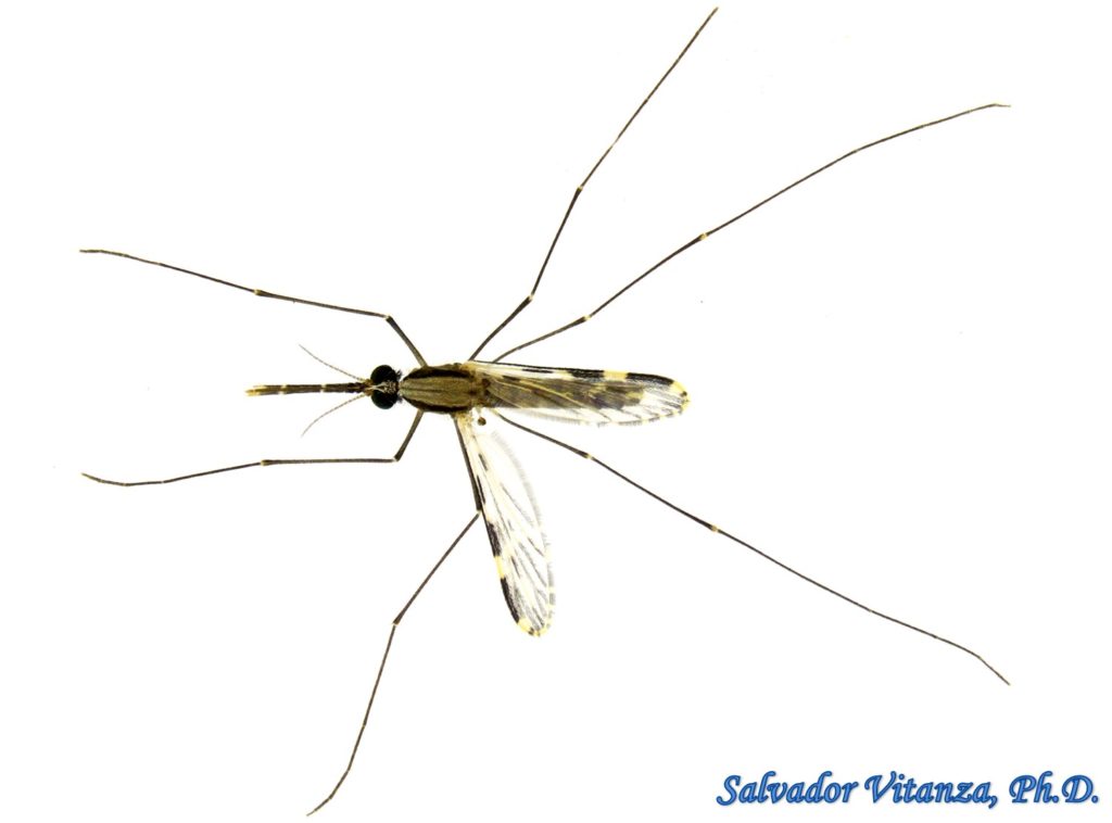 Diptera-Culicidae-Anopheles Pseudopunctipennis-Mosquitoes FEMALE (A ...