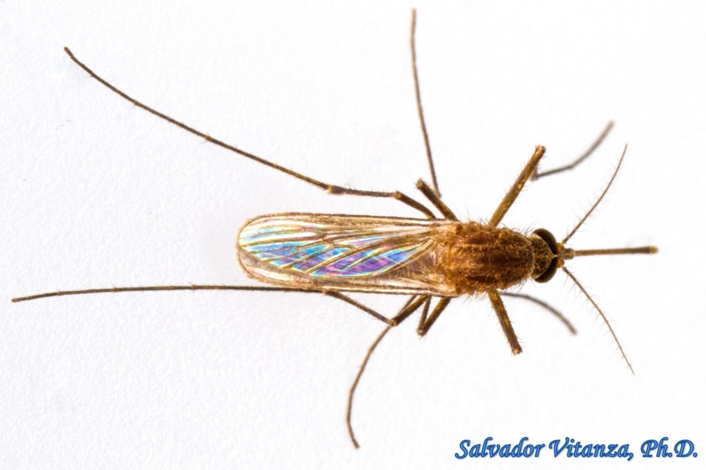 Diptera Culicidae Culex Quinquefasciatus Southern House Mosquito FEMALE E Urban Programs