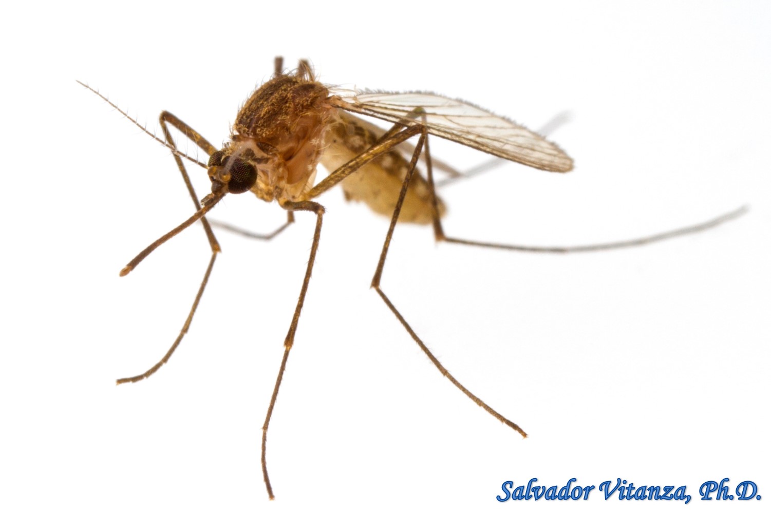 Diptera Culicidae Culex Quinquefasciatus Southern House Mosquito Female