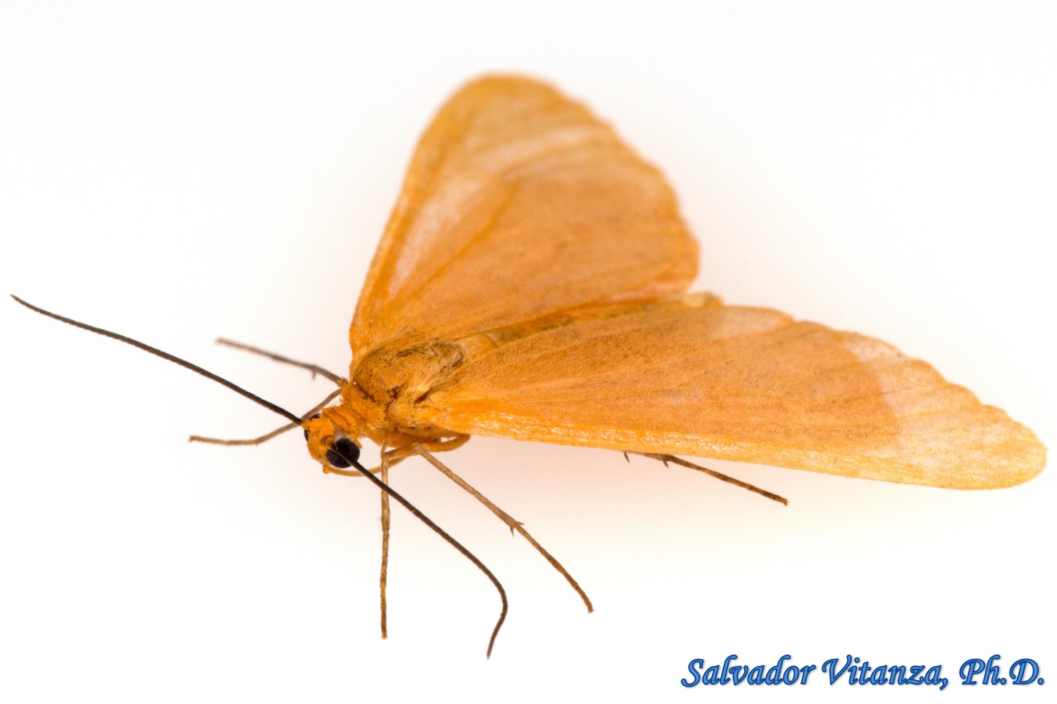 Lepidoptera-Geometridae-Eubaphe unicolor-Geometrid Moths (C) - Urban ...