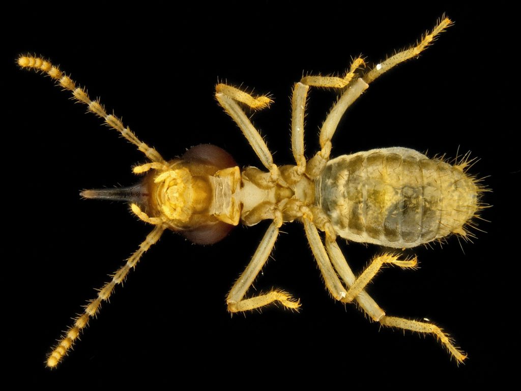 Blattodea-Termitidae-Tenuirostritermes Tenuirostris-Nasute Termites ...