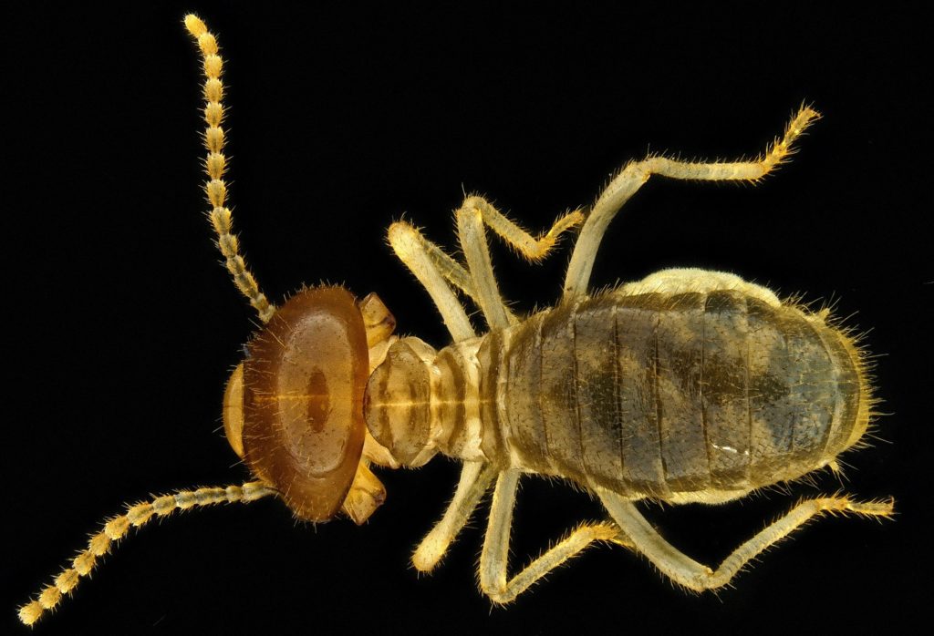 Blattodea-Termitidae-Tenuirostritermes Tenuirostris-Nasute Termites ...