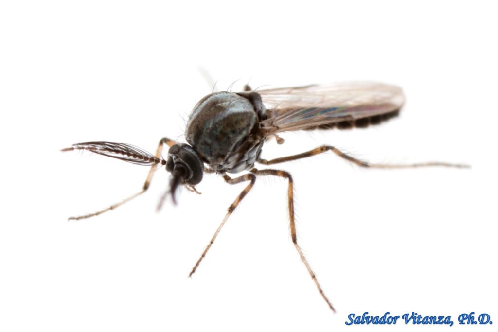 Diptera-Ceratopogonidae-Dasyhelea-Biting Midges-MALE (G) - Urban ...