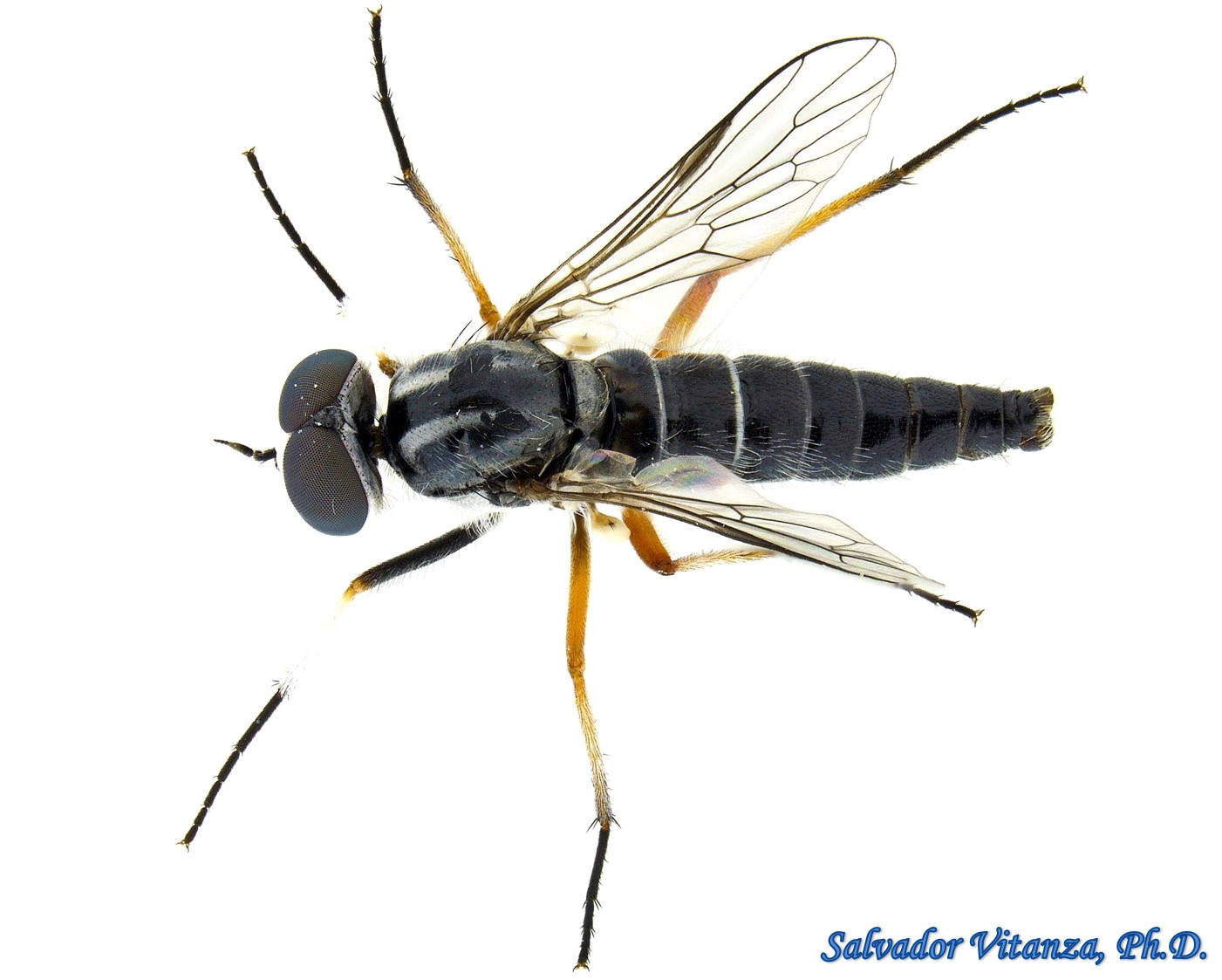 Diptera-therevidae-stiletto Flies Male (k) - Urban Programs - El Paso 