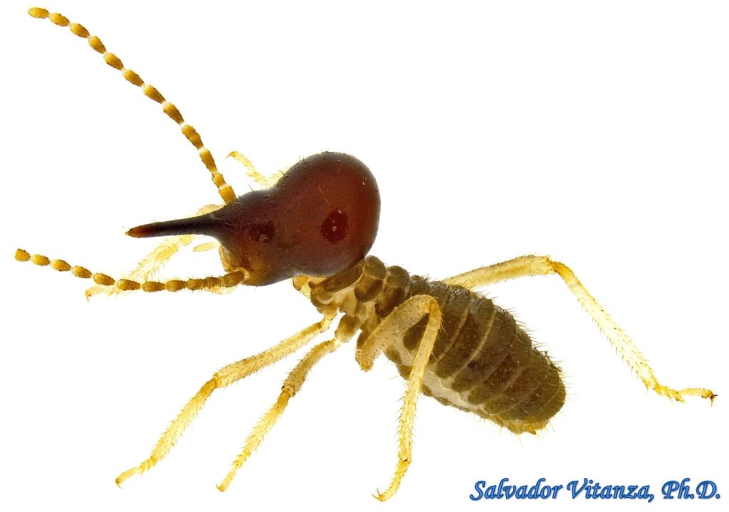 Blattodea-Termitidae-Tenuirostritermes Tenuirostris-Nasute Termites ...