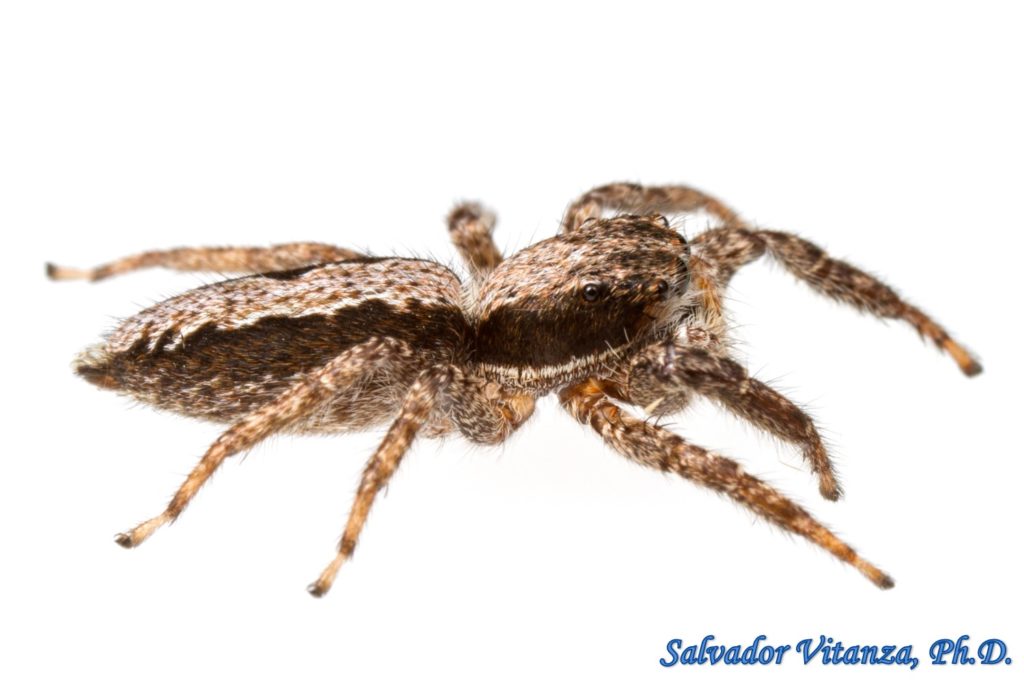 Class Arachnida-Araneae-Salticidae-Platycryptus-Jumping Spiders (B ...