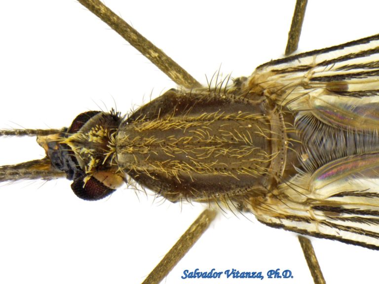 Diptera-Culicidae-Anopheles-Mosquitoes FEMALE (C) - Urban Programs - El ...