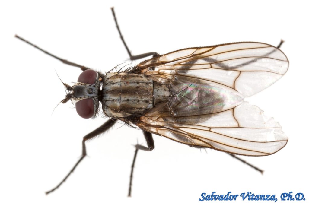 Diptera-Muscidae-House Fly and Kin FEMALE (F) - Urban Programs - El ...