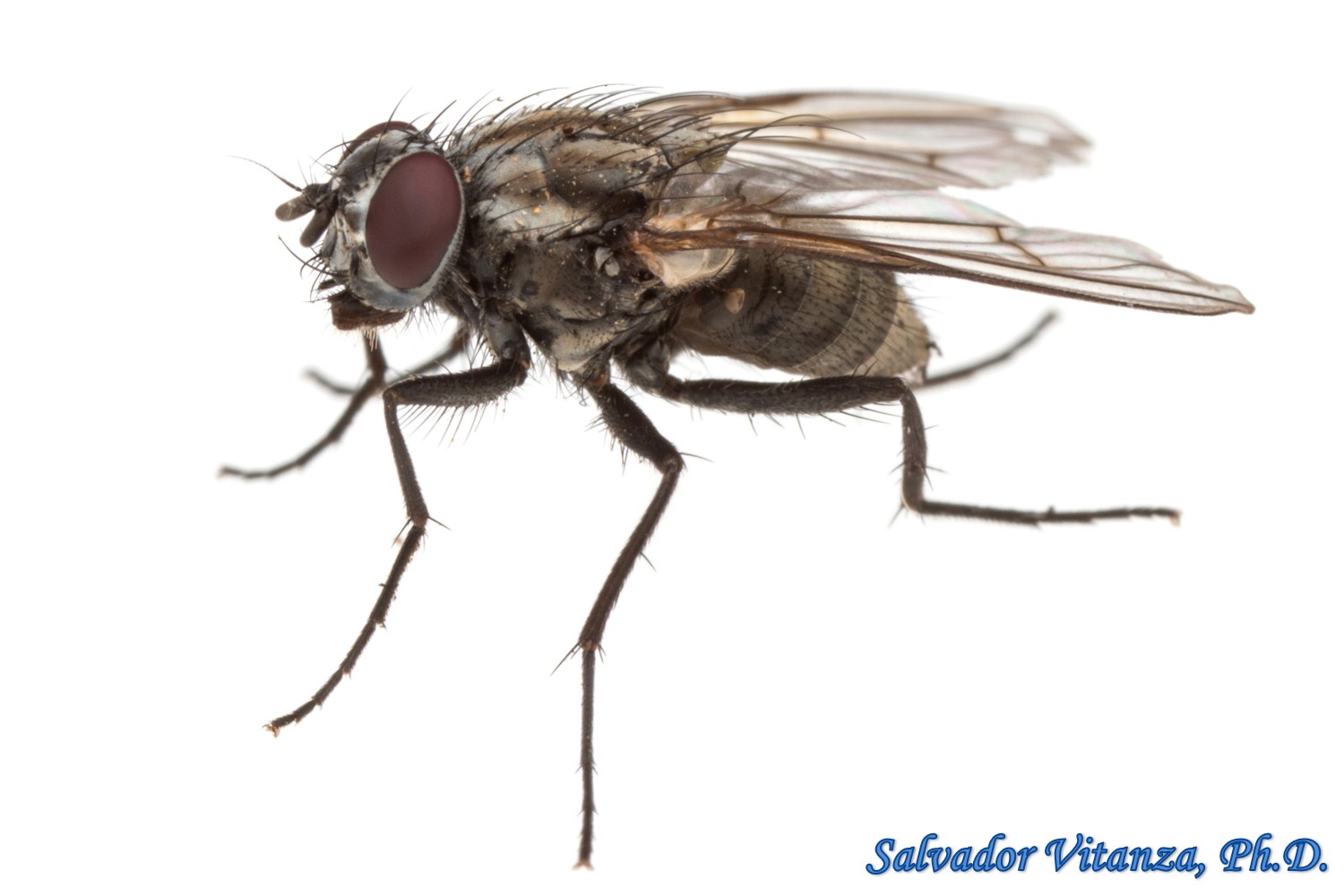 Diptera-Muscidae-House Fly and Kin FEMALE (G) - Urban Programs