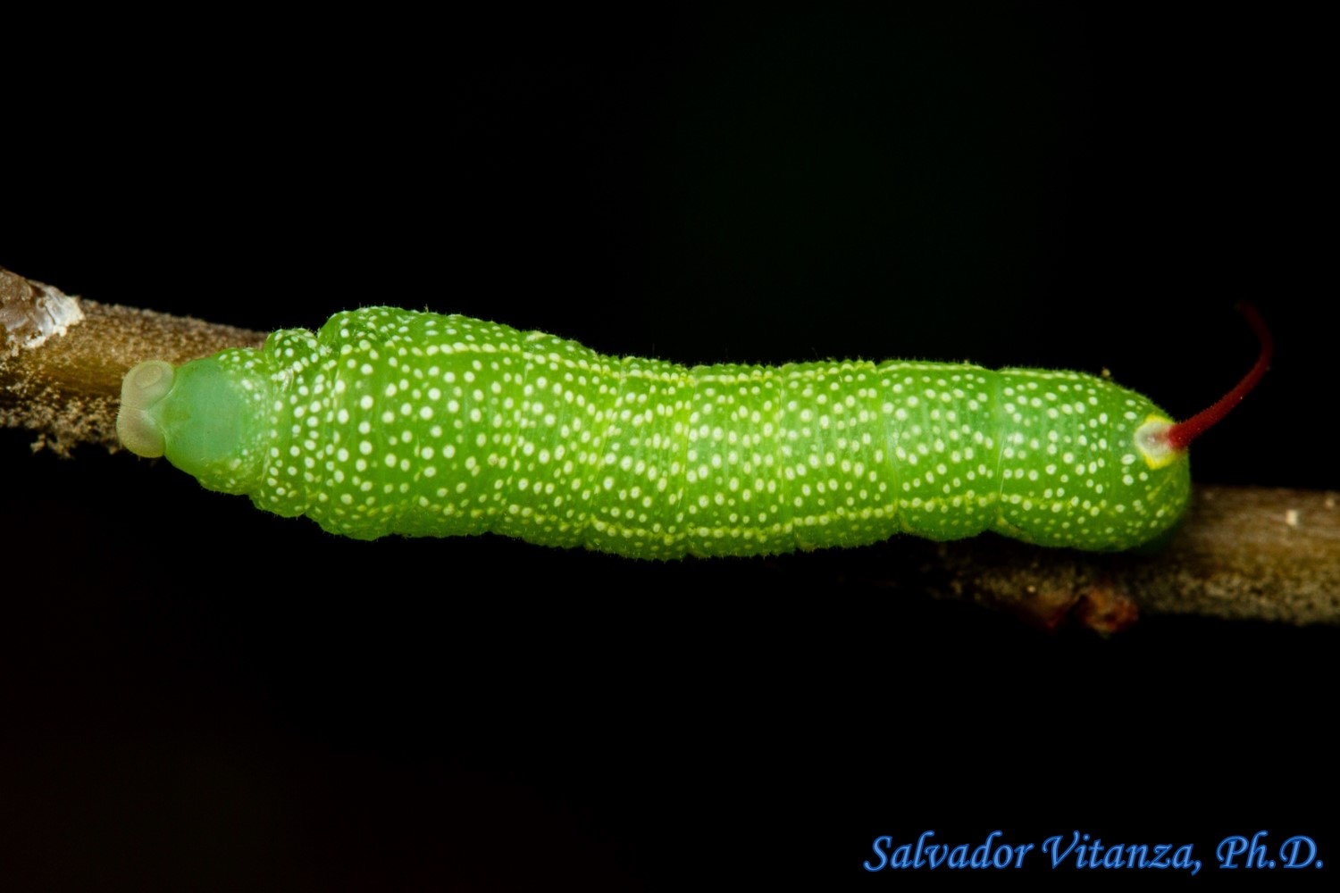 sphingidae larvae