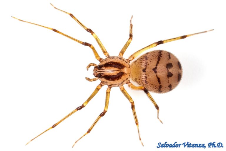 Class Arachnida-Araneae-Scytodidae-Dictis Striatipes-Spitting Spiders ...